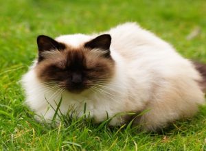 Himalayan cat